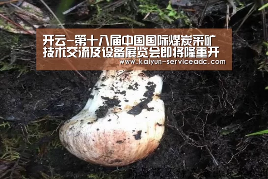 开云平台